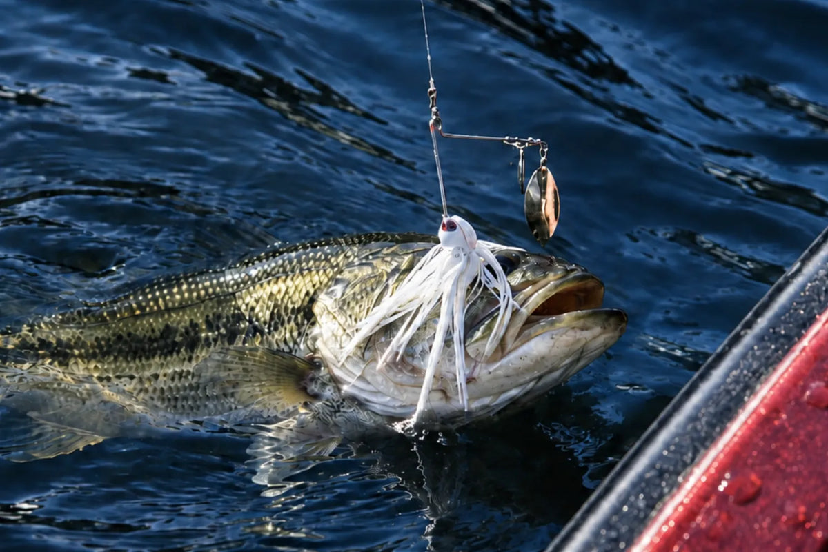 Bass breaking the water with a white feathered fishing lure at its mouth.