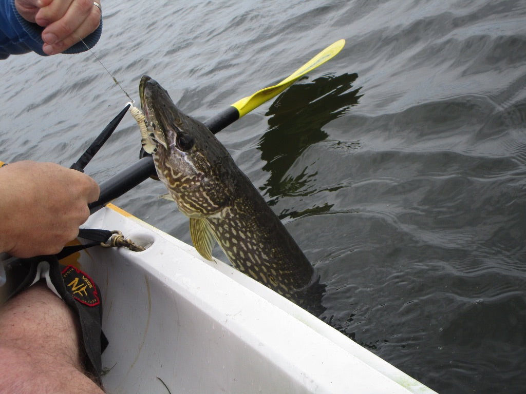 Northern pike beside a kayak while an angler uses pliers to remove a lure