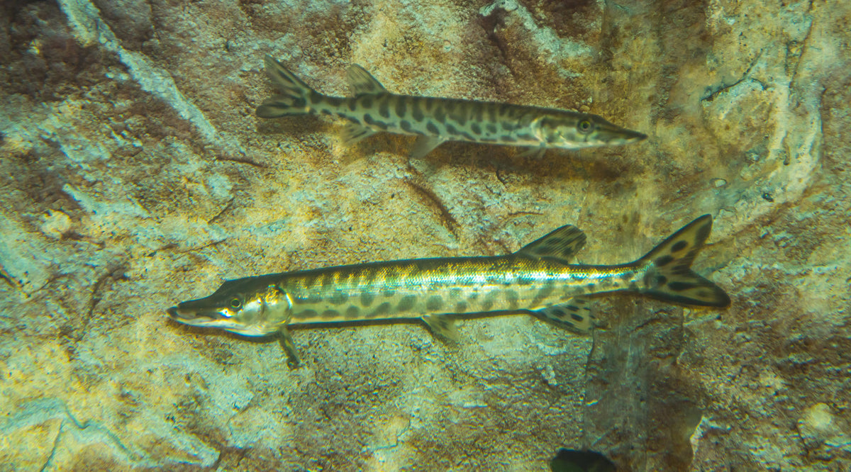 Two muskellunge swimming underwater beside submerged rock