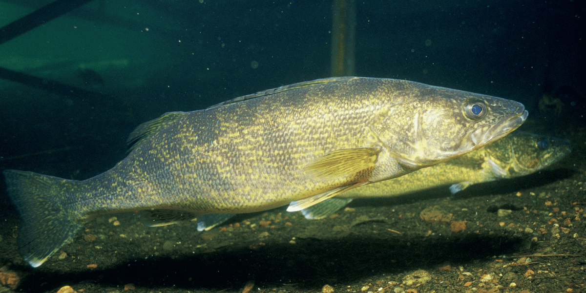 Two walleyes swimming underwater above a dark gravel bottom