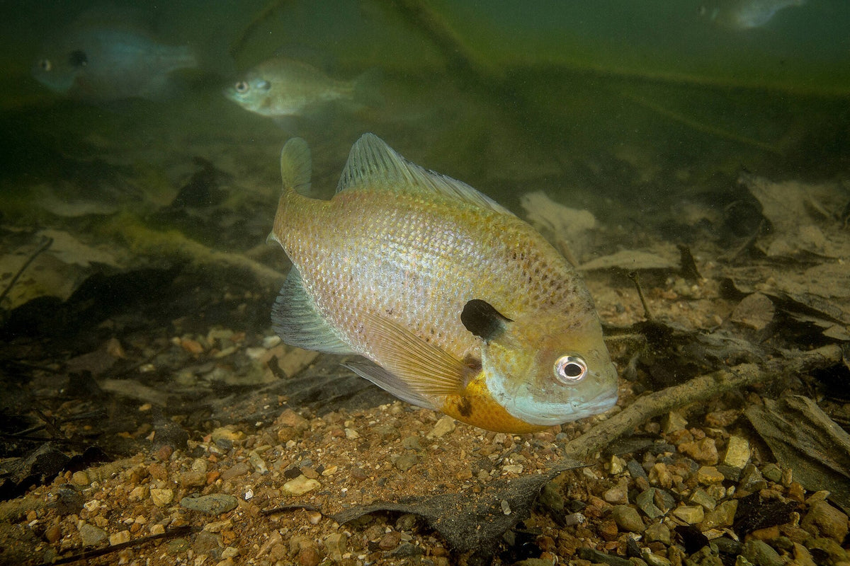 Bluegill sunfish swimming in freshwater habitat