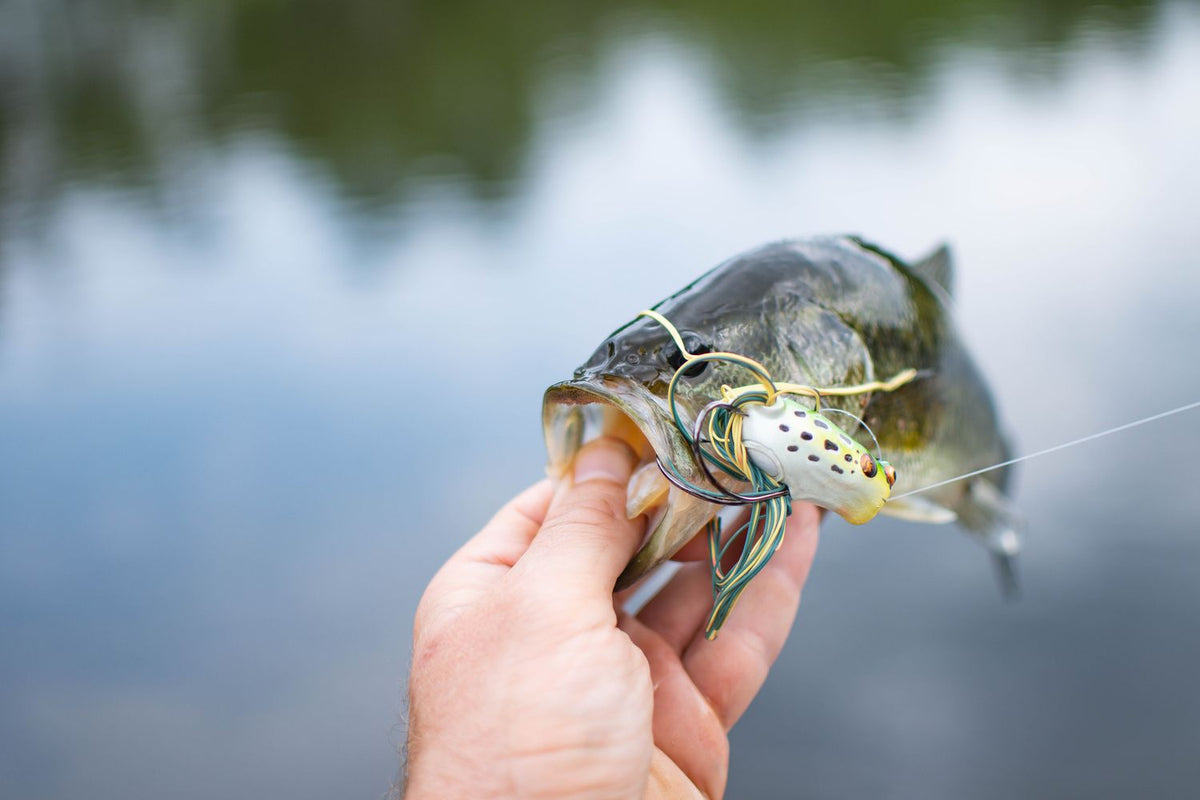 Angler holding a largemouth bass caught with a frog-style lure