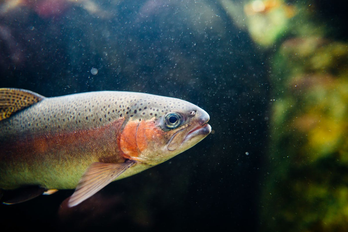 Rainbow trout swimming underwater with its spotted body and pink stripe visible