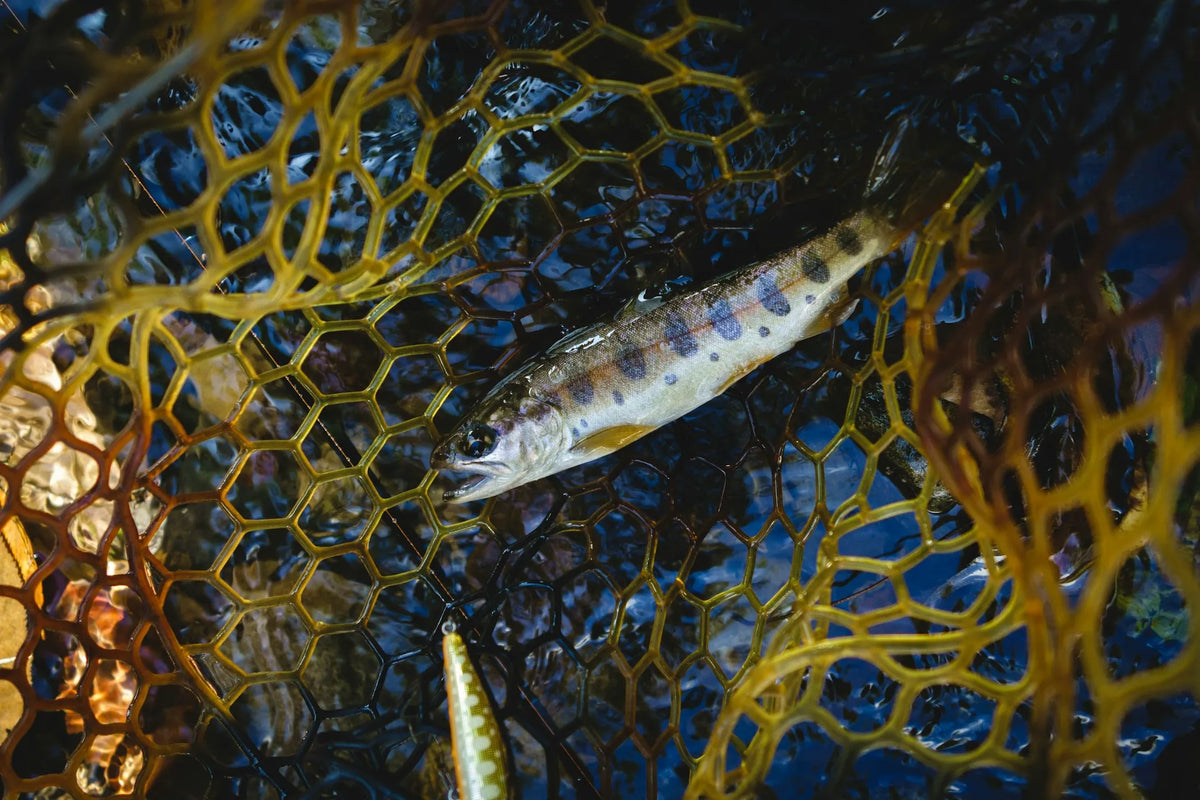 SOFT BAITS
