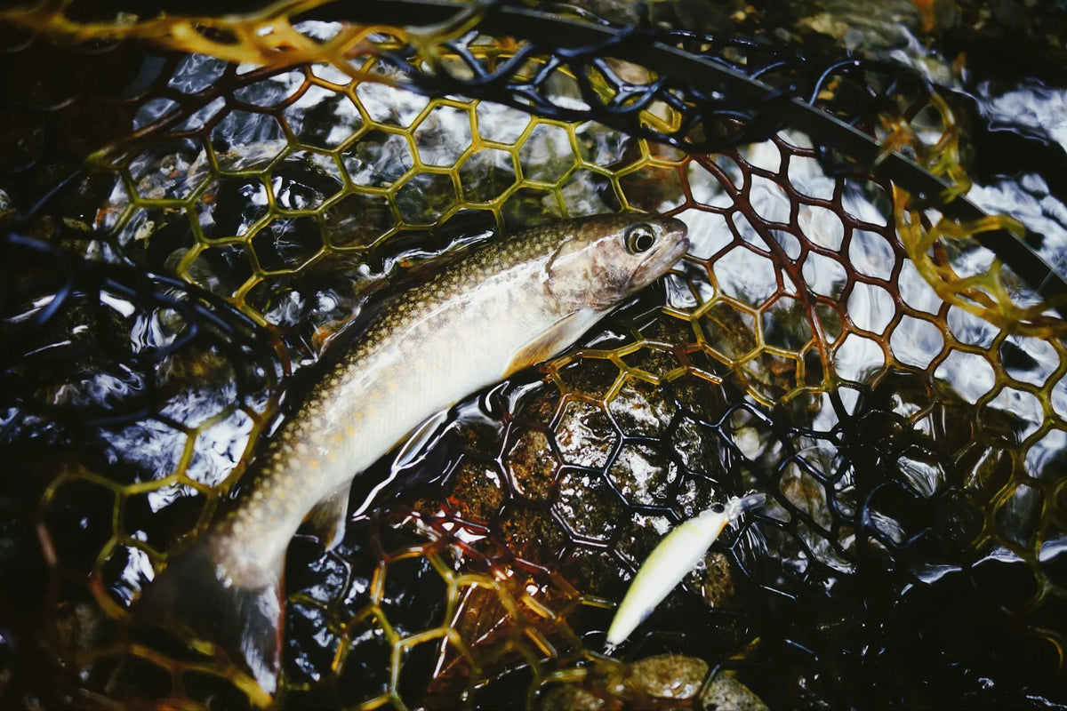 MINNOWS
